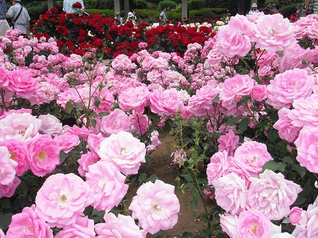 神代植物園　世界のバラ4