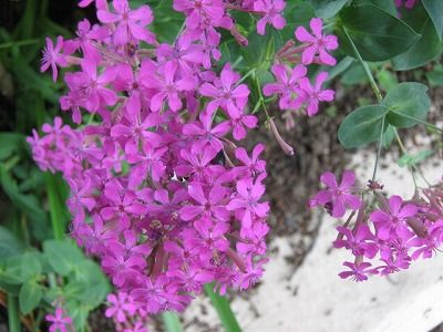 ナデシコの仲間