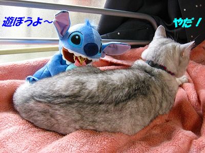 にゃん太