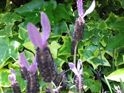 ストエカス・ラベンダー