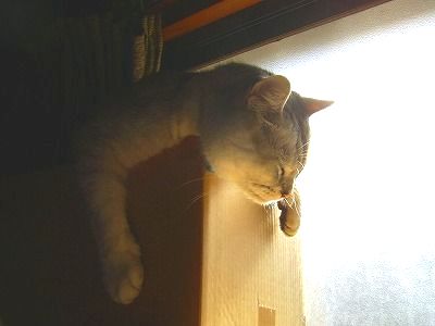 おっと眠気が…