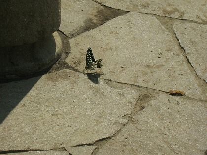 アゲハ蝶