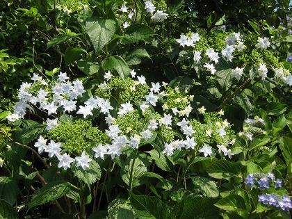 額紫陽花