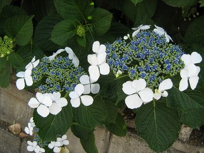 額紫陽花