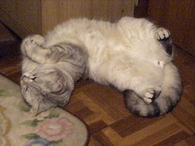 どこでも踊るにゃん太