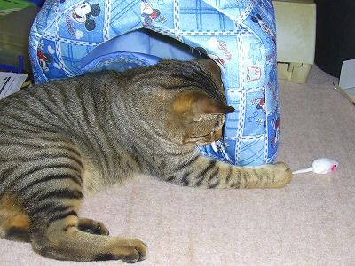 ネ～ズく～ん！