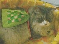 リュックかにゃ？