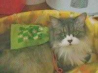 遠足に行く方が良いにゃぁ…