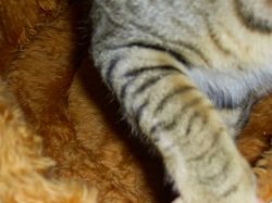 縞、シマ、しま