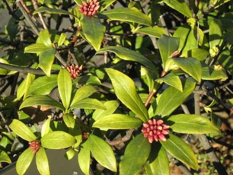沈丁花