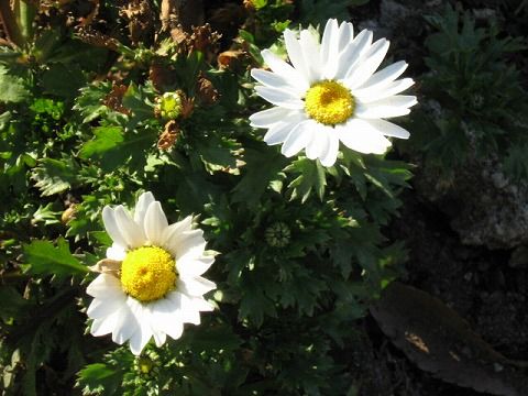 IMG_1871.jpg