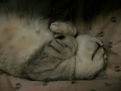 至福の時にゃにょよ～