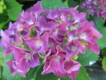 紫陽花