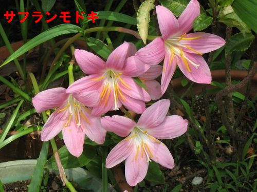 サフランモドキ