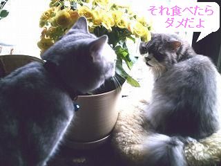ハムハムハム