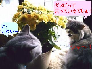 怒らないで～