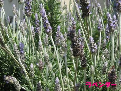 ラベンダー