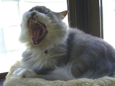 ふぁぁぁぁぁ～