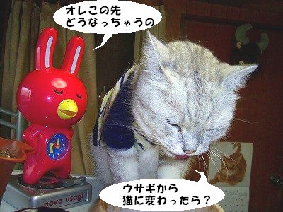 NOVAうさぎ