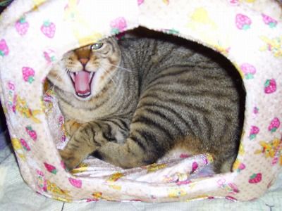 アクビじゃい！