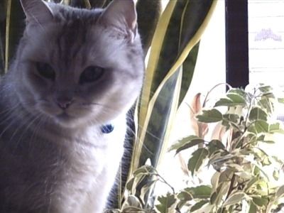 にゃん太もオスマシ