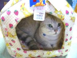 住み心地チェック中