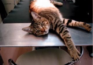 借り物の写真です