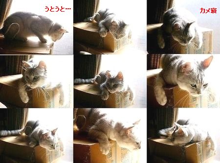 にゃん太だよぉ～