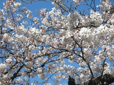 桜２