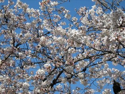 桜４