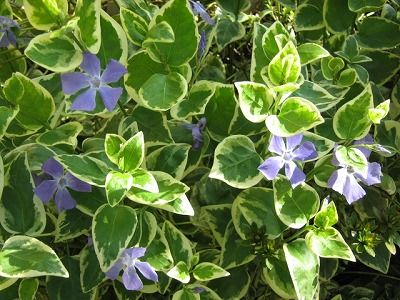 ツルニチニチソウ