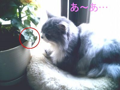 可愛そうな葉っぱさん