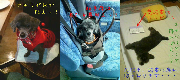 お犬様三題