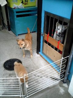 犬１７