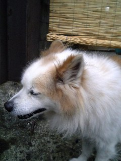 犬１９