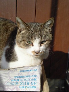ネコ７