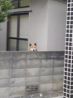 犬１２