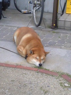 犬１３