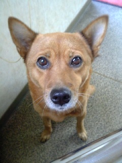 犬１４