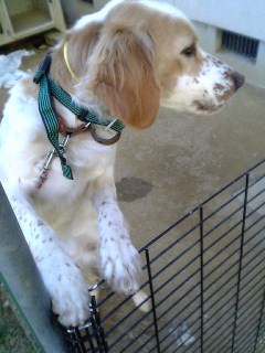 犬１５