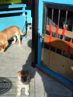 犬１６