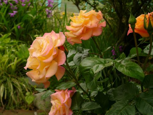 P1330599 pi-su.jpg