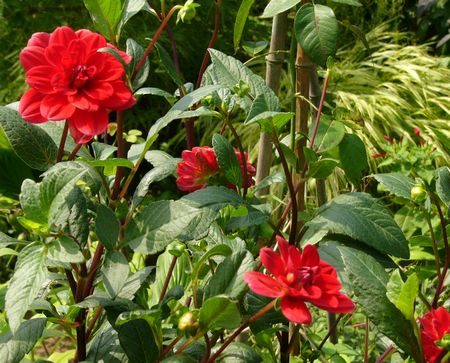 P1290181 akadaria.jpg