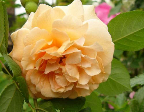 P1330607 bahu.jpg