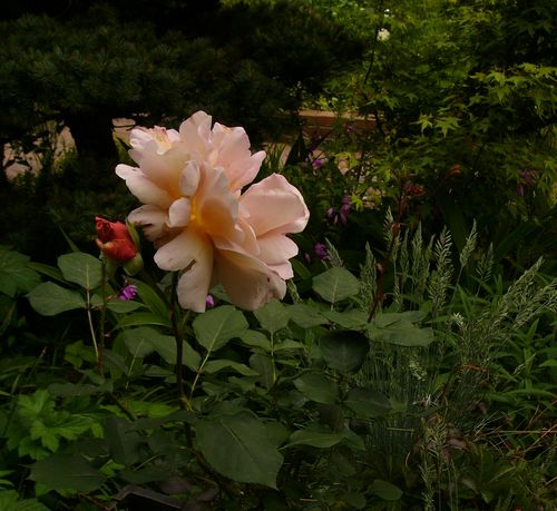 P1330518juria.jpg