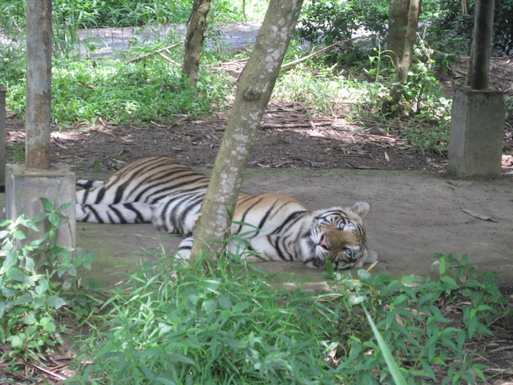 バリ動物園２