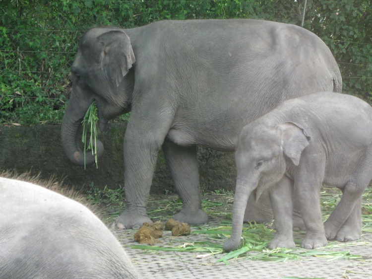 バリ動物園３