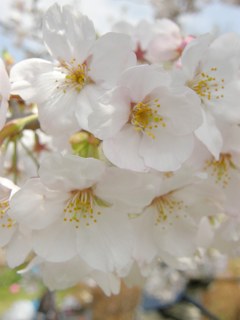 桜