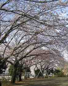 公園の桜