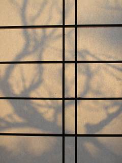 障子に透けた梅の木